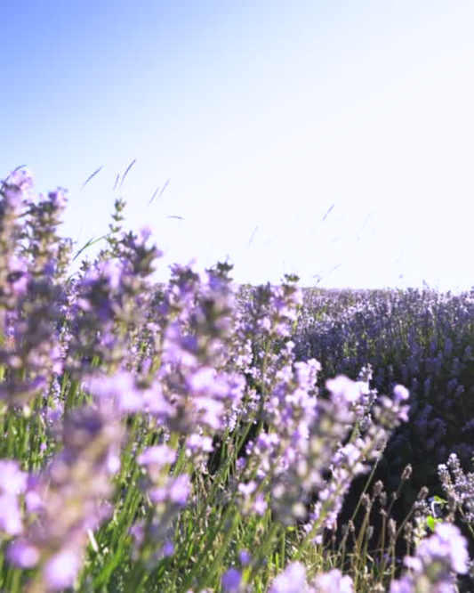 Lavendel - ein MUSS in jeder Pflegeroutine